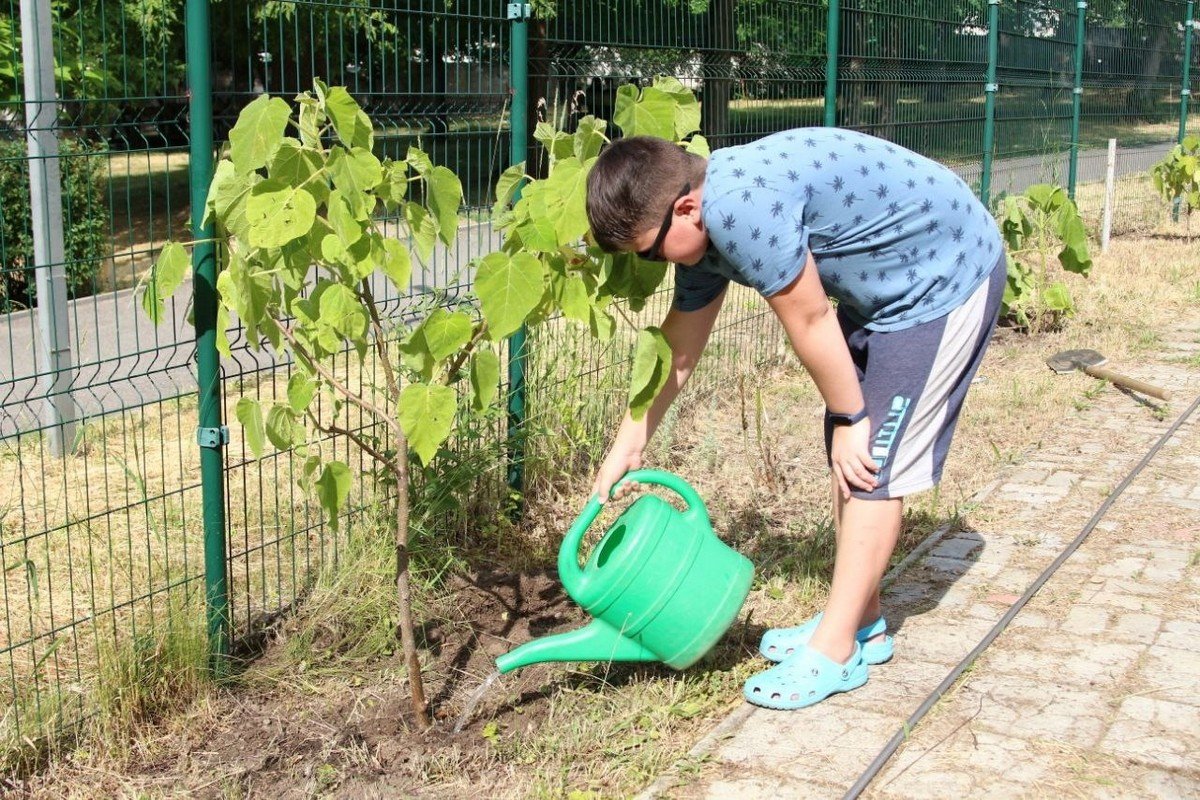 В Днепре в Новокодакском парке переселенцы высадили аллею павловний в знак благодарности 5
