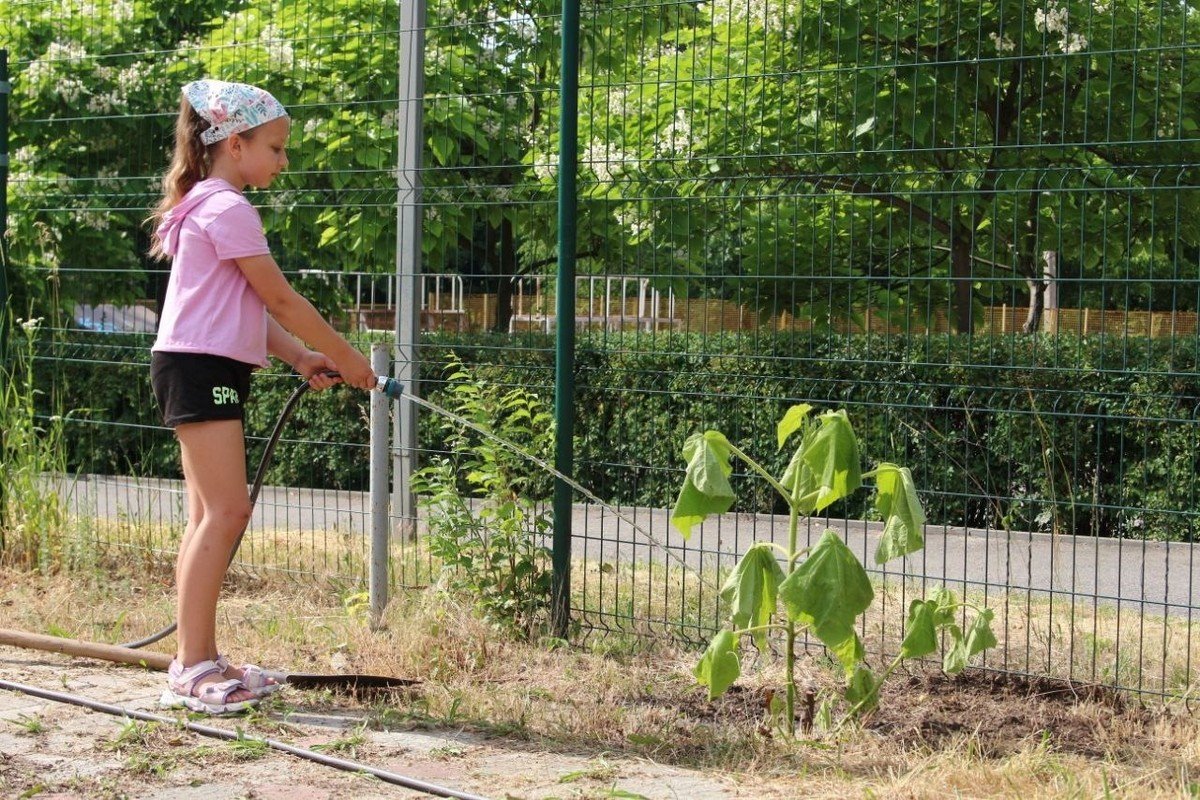 В Днепре в Новокодакском парке переселенцы высадили аллею павловний в знак благодарности 6