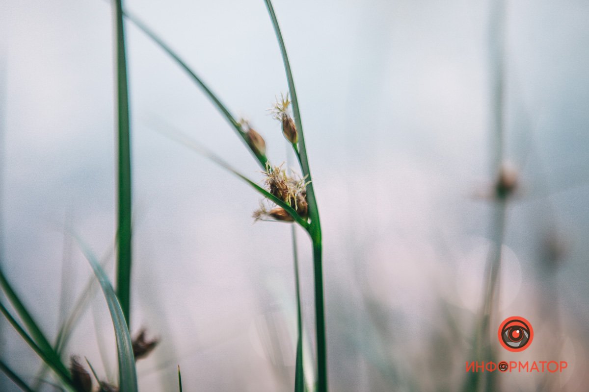 Луковицы распустились Луковицы распустились