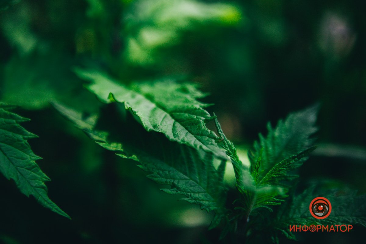 Радуется глаз Радуется глаз