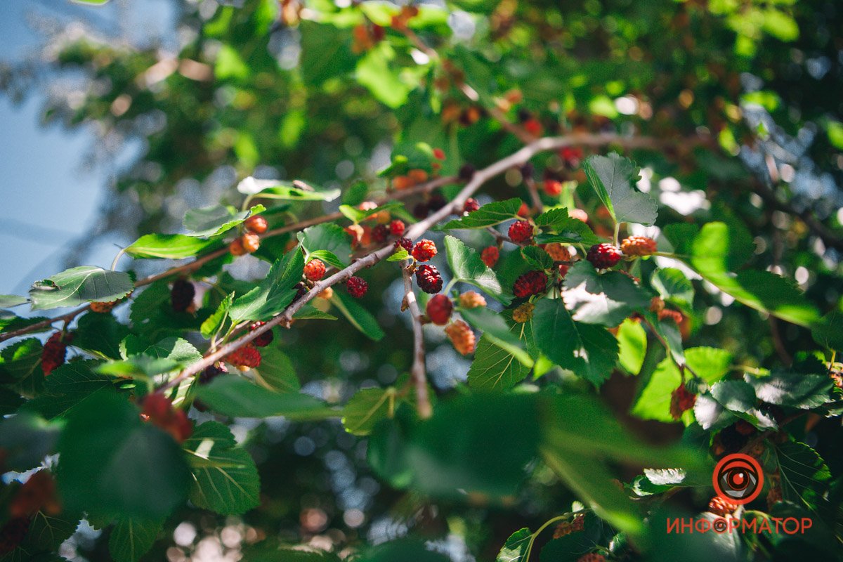 Шелковица почти поспела Шелковица почти поспела