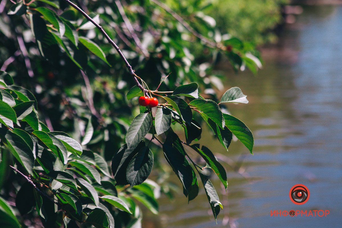 Наливаются