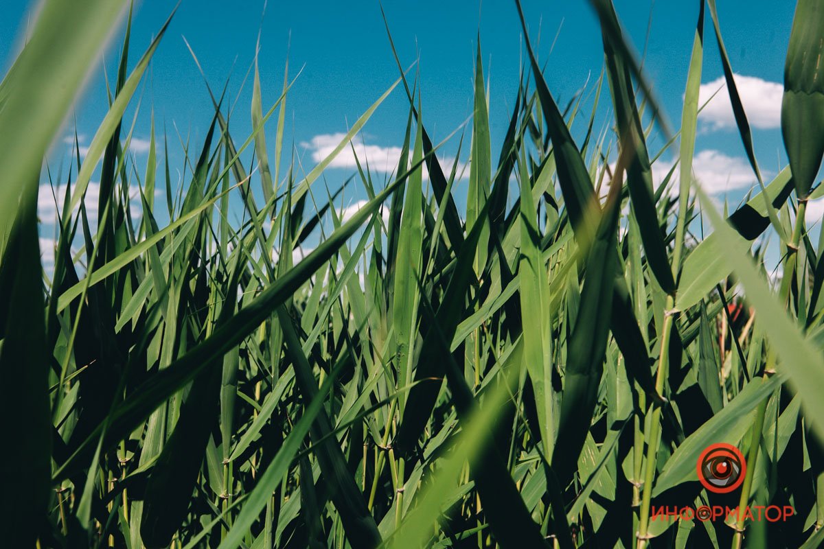 Шумел камыш Шумел камыш