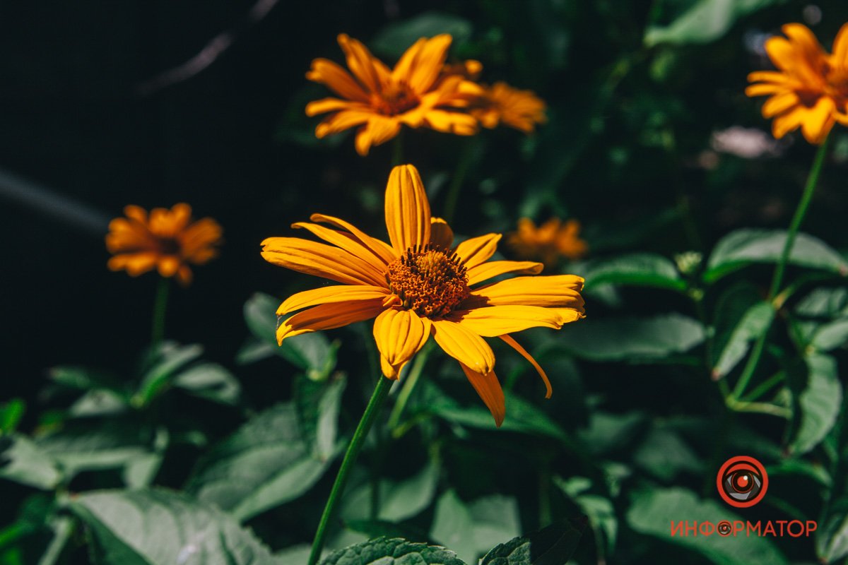 Дарите девушкам цветы Дарите девушкам цветы