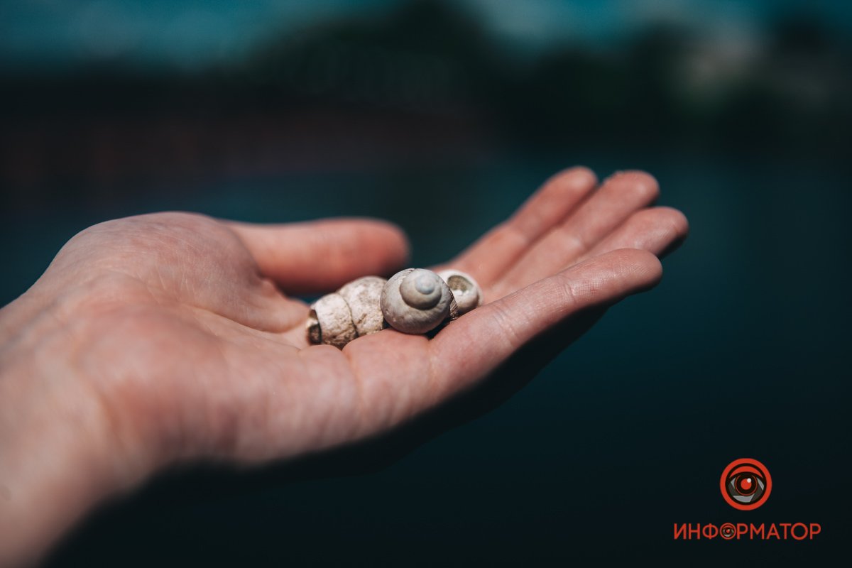 Дом улитки Дом улитки