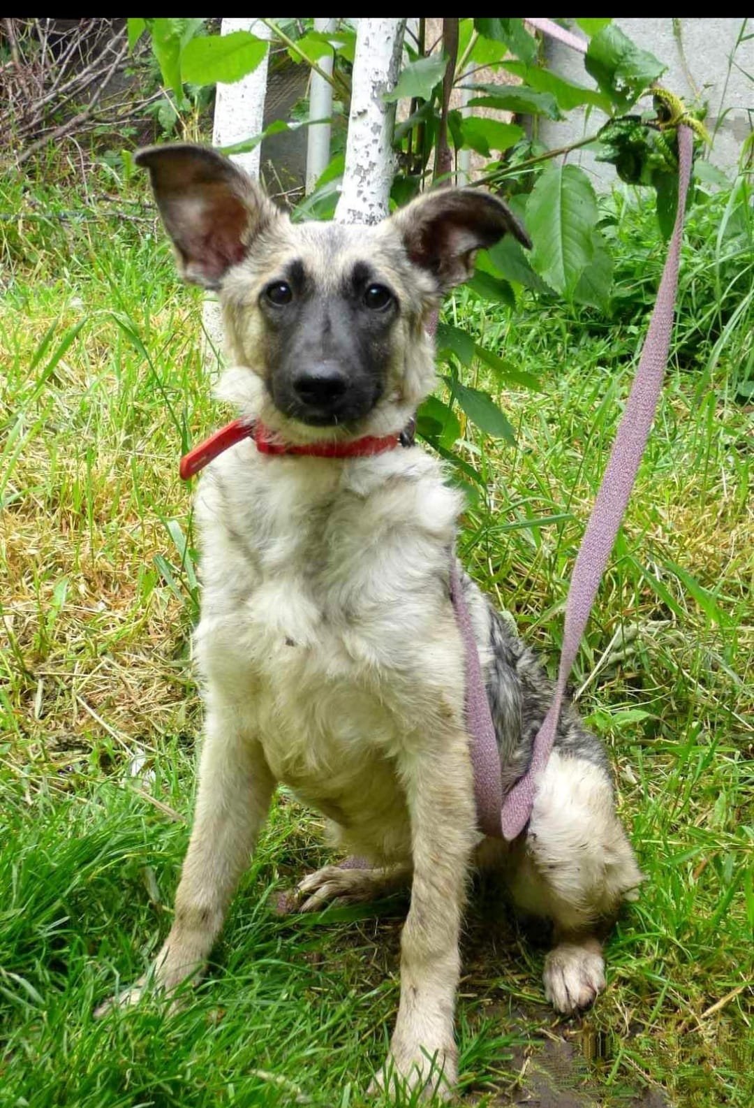 Животные ищут дом: где в Днепре найти себе кота или собаку 1