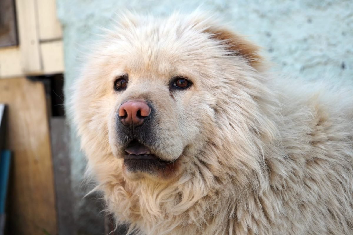 Животные ищут дом: где в Днепре найти себе кота или собаку 2