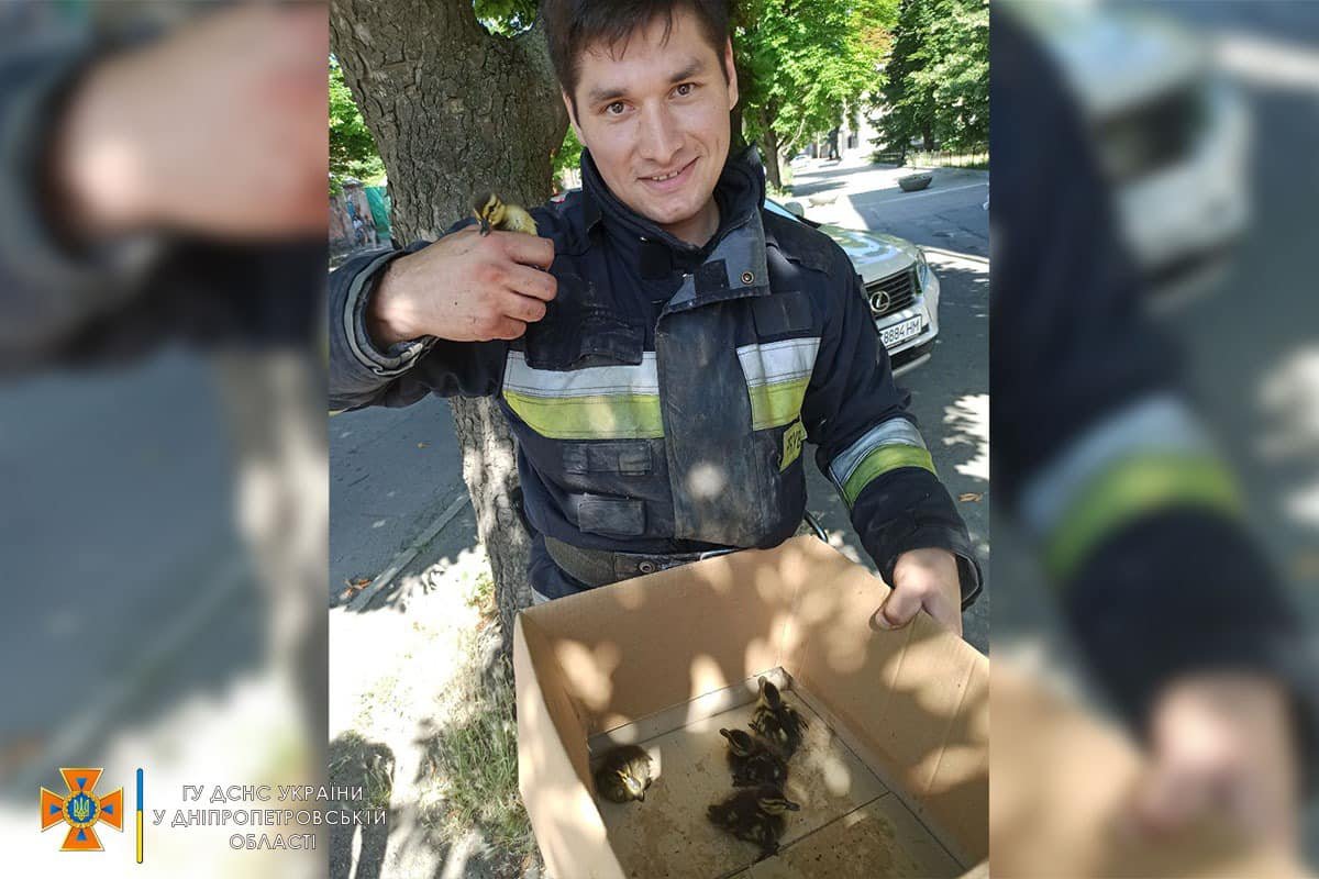 С пернатыми все в порядке