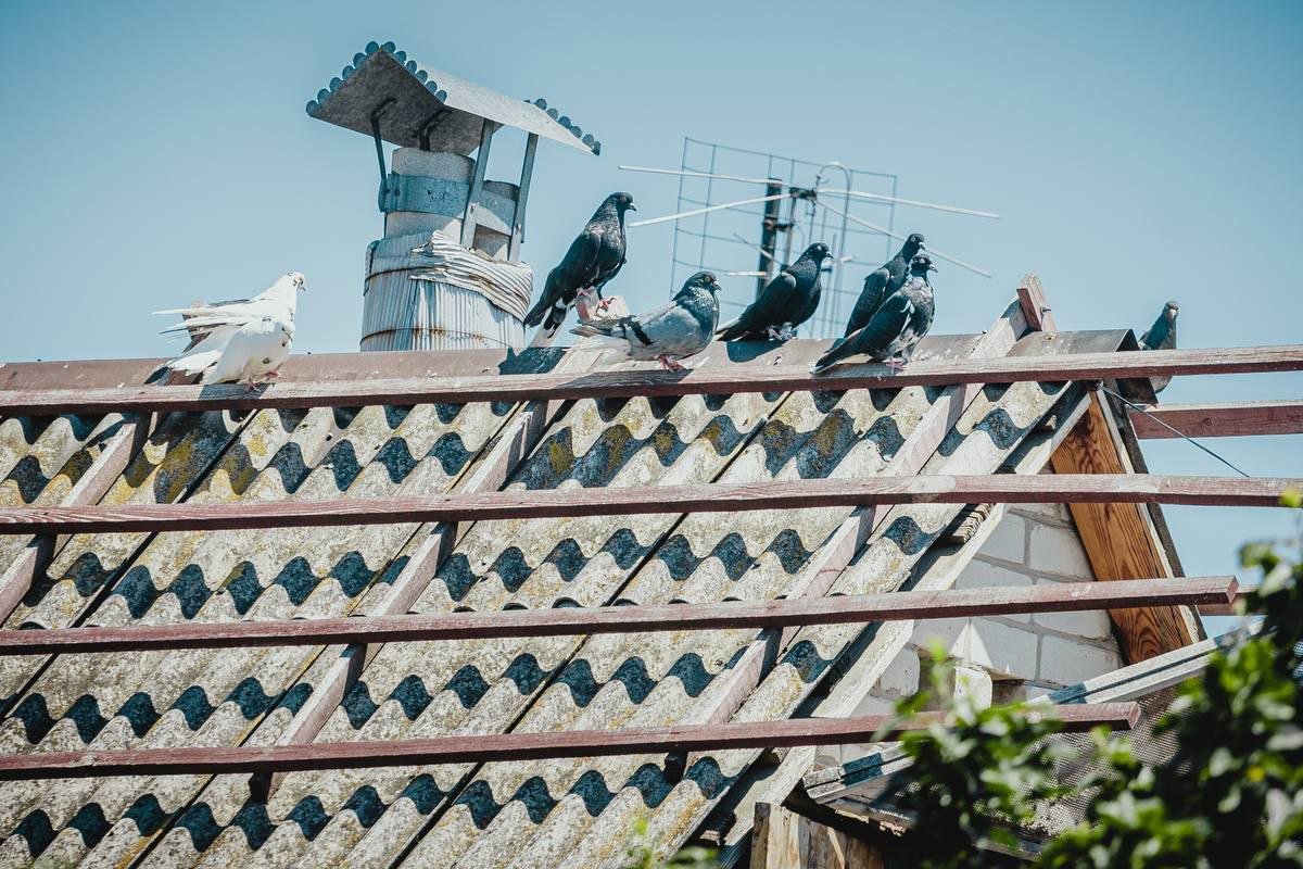 Ярослав любил птиц. На церемонии прощания в небо запустили голубей Ярослав любил птиц. На церемонии прощания в небо запустили голубей