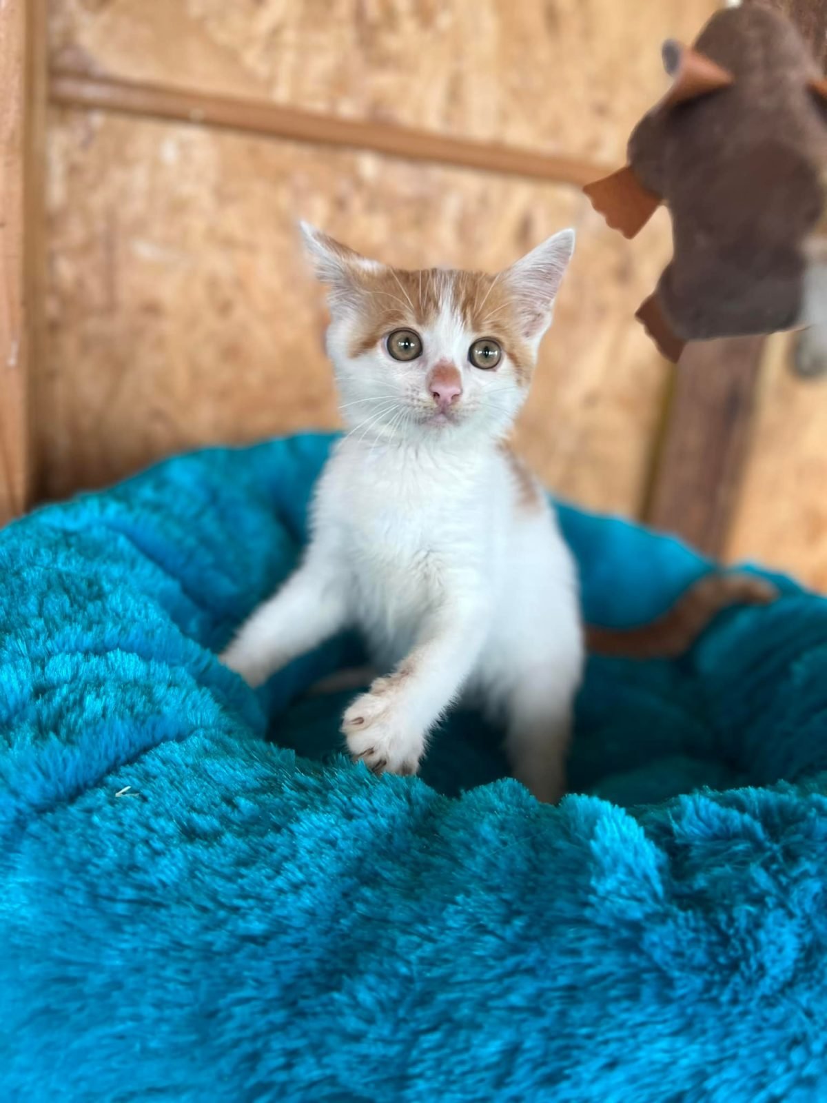 Животные ищут дом: где в Днепре найти себе кота или собаку 1