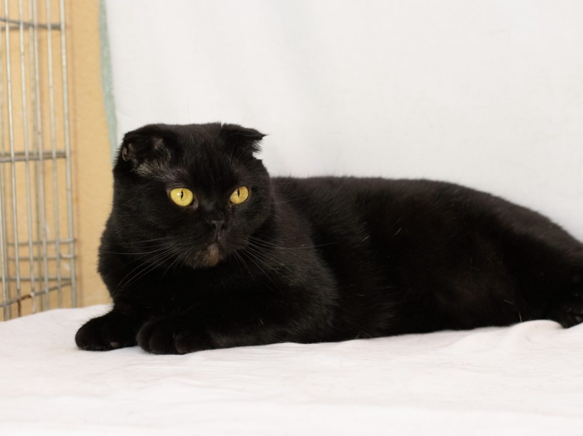 Животные ищут дом: где в Днепре найти себе кота или собаку 2