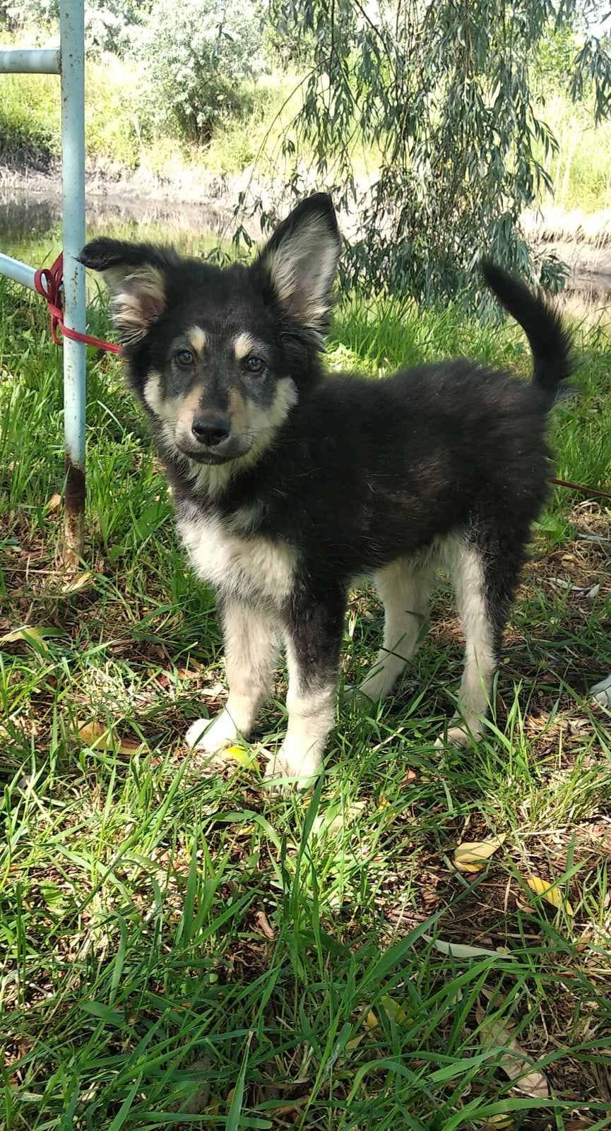 Животные ищут дом: где в Днепре найти себе кота или собаку 3