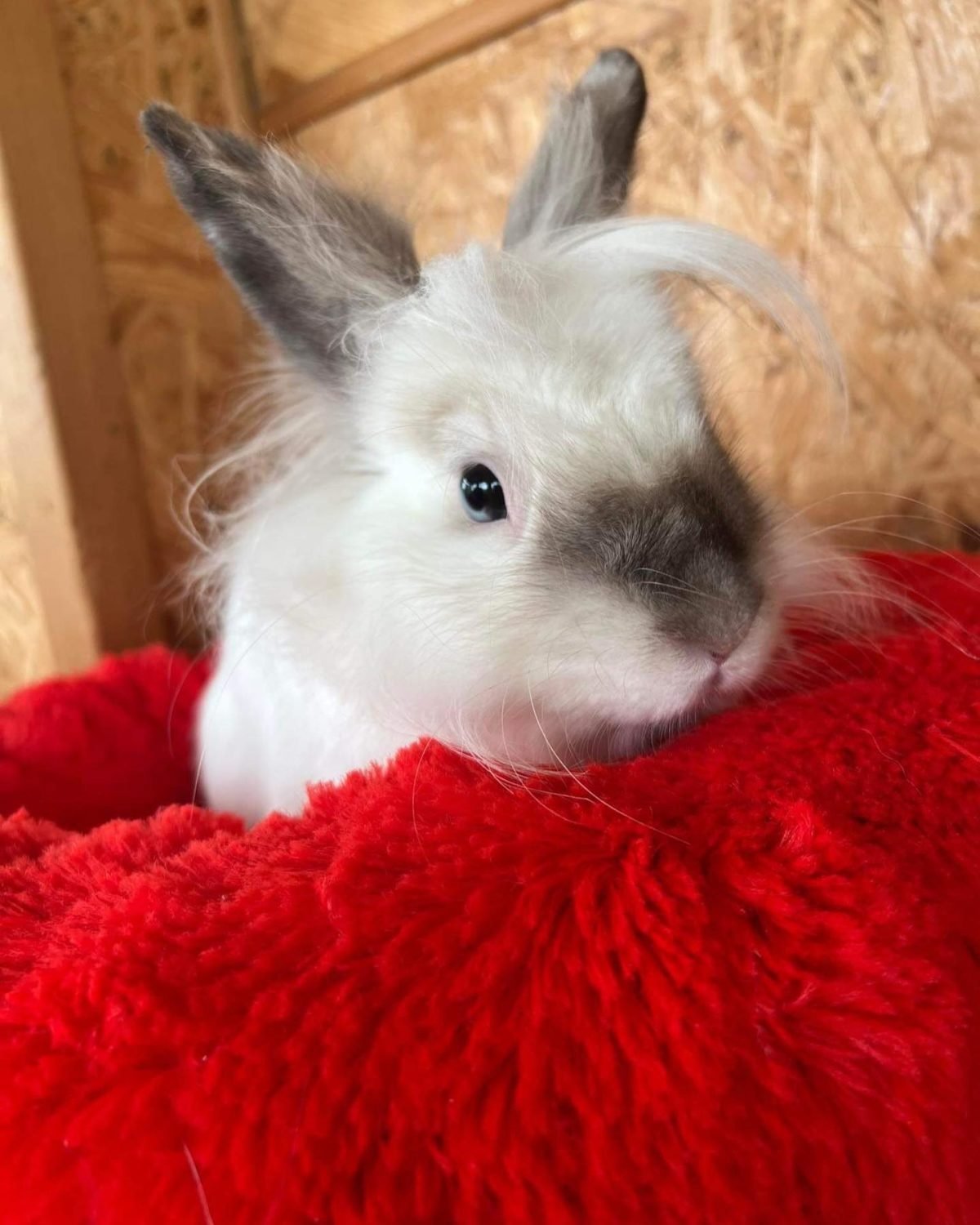 Животные ищут дом: где в Днепре найти себе кота или собаку 4