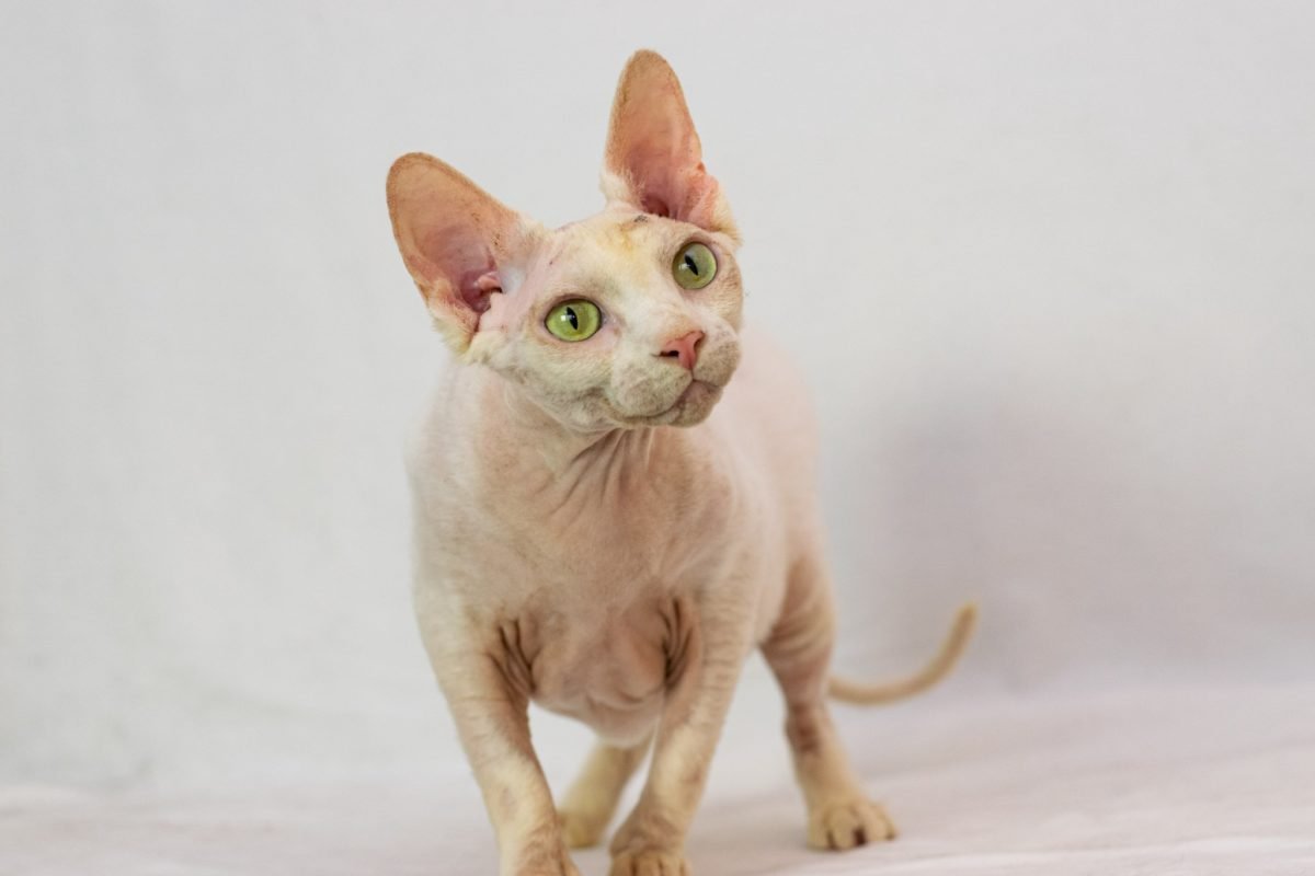 Животные ищут дом: где в Днепре найти себе кота или собаку 5