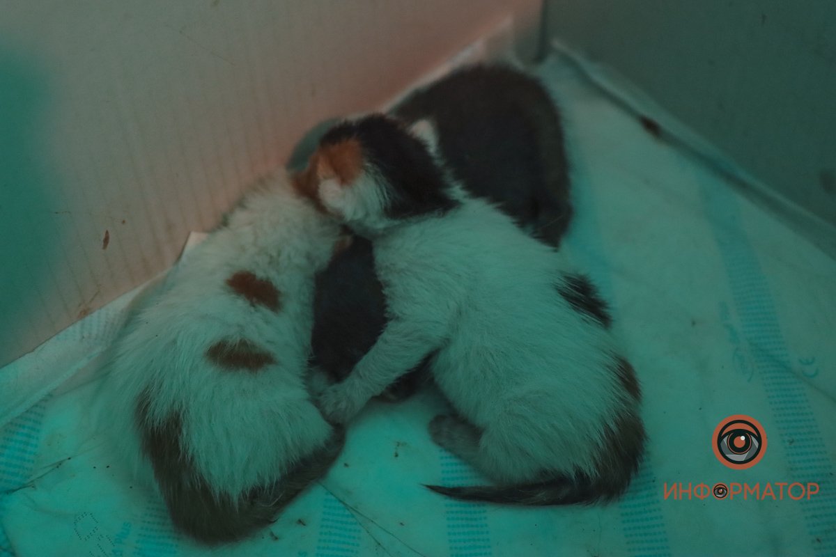 Жизнь на передовой: атмосфера войны глазами 98-го батальона ТрО “Азов” 5