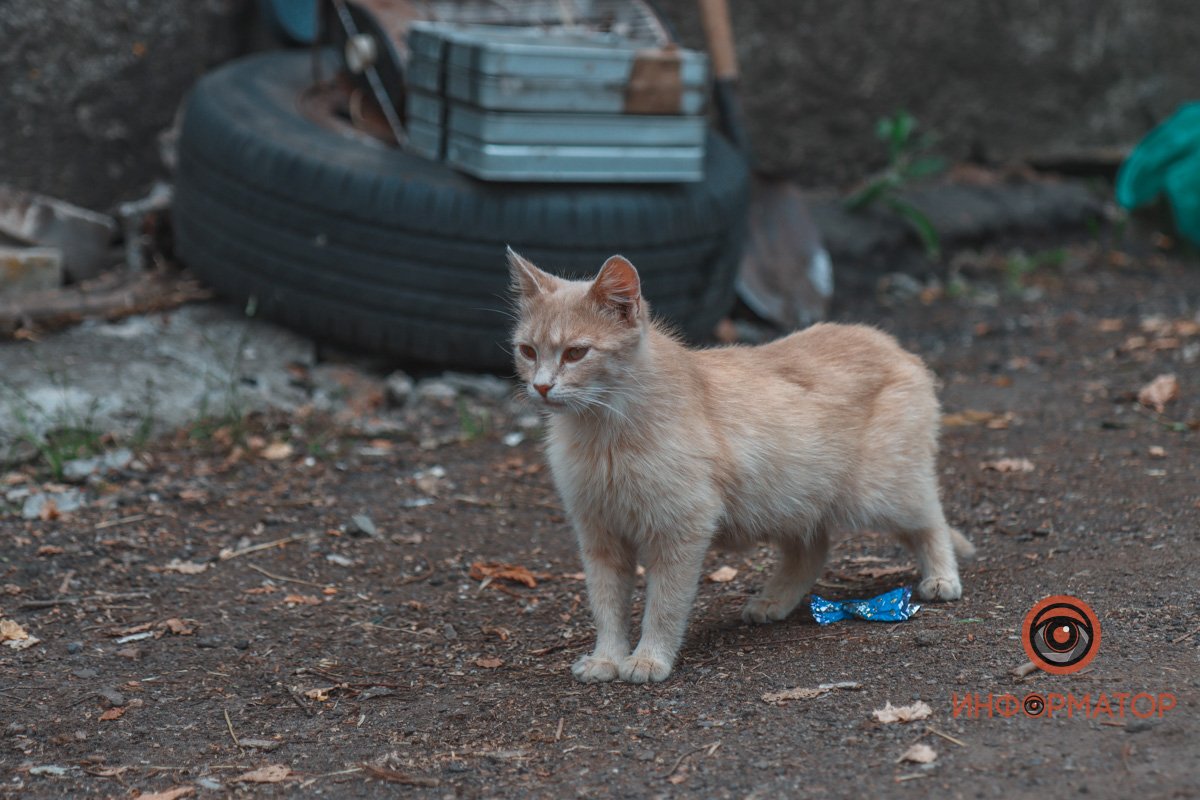 Жизнь на передовой: атмосфера войны глазами 98-го батальона ТрО “Азов” 27