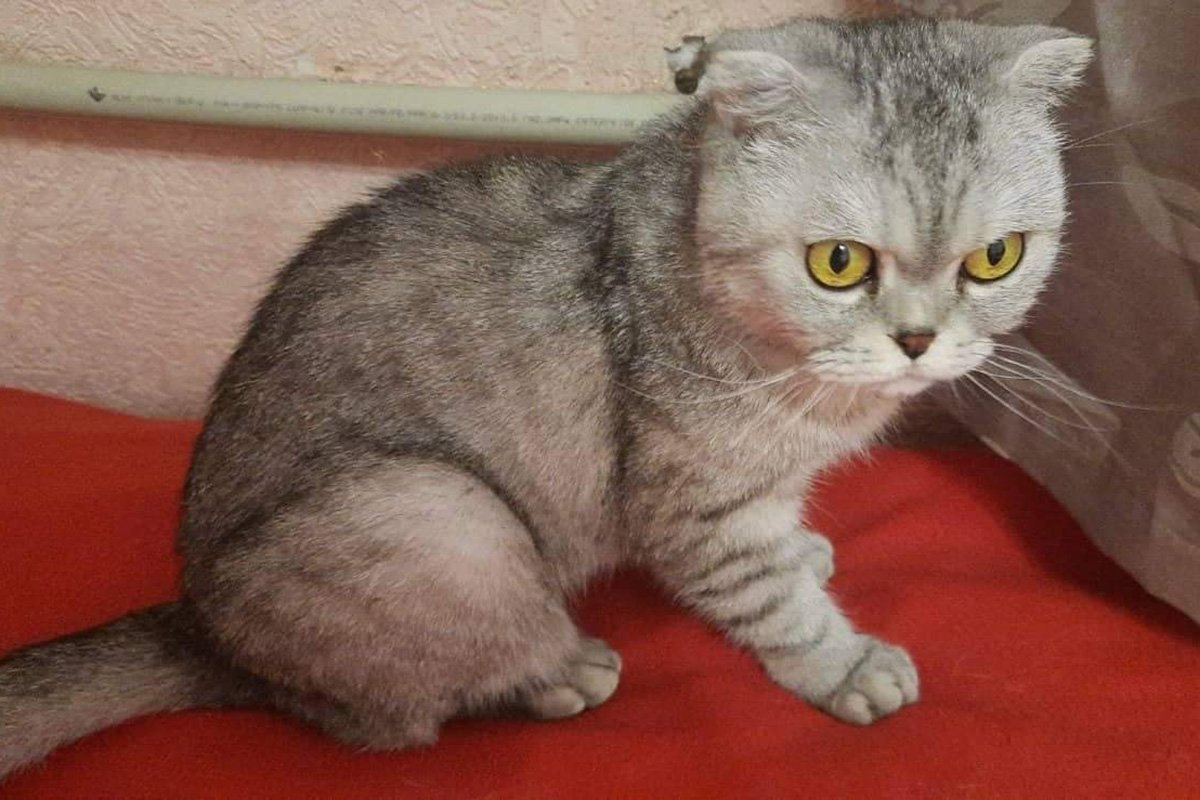 В Днепре пропало много животных: помогите найти 6