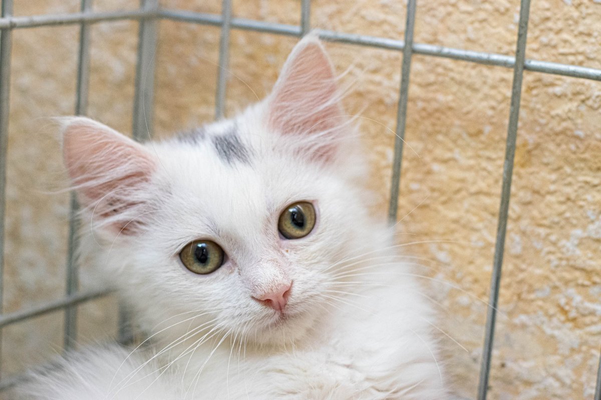 Сколько животных находятся в приютах Днепра и какая помощь им нужна 1