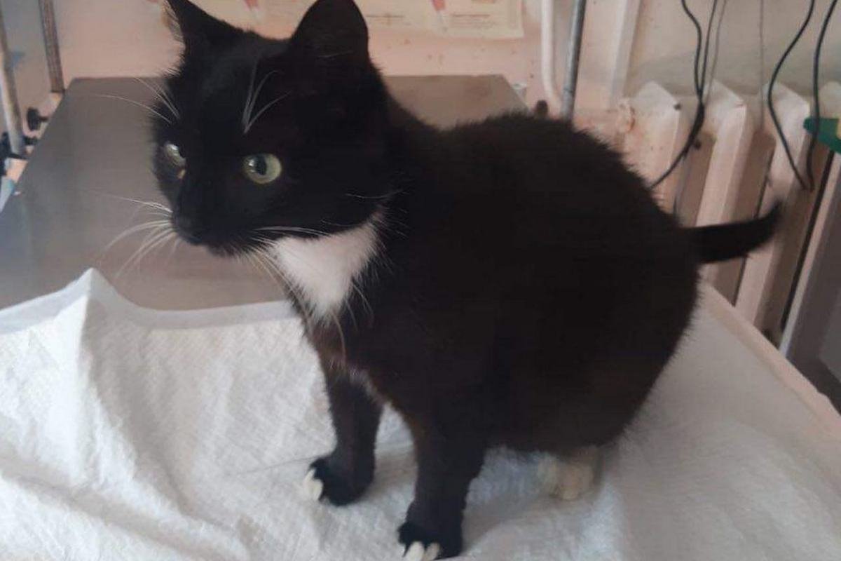 Сколько животных находятся в приютах Днепра и какая помощь им нужна 2