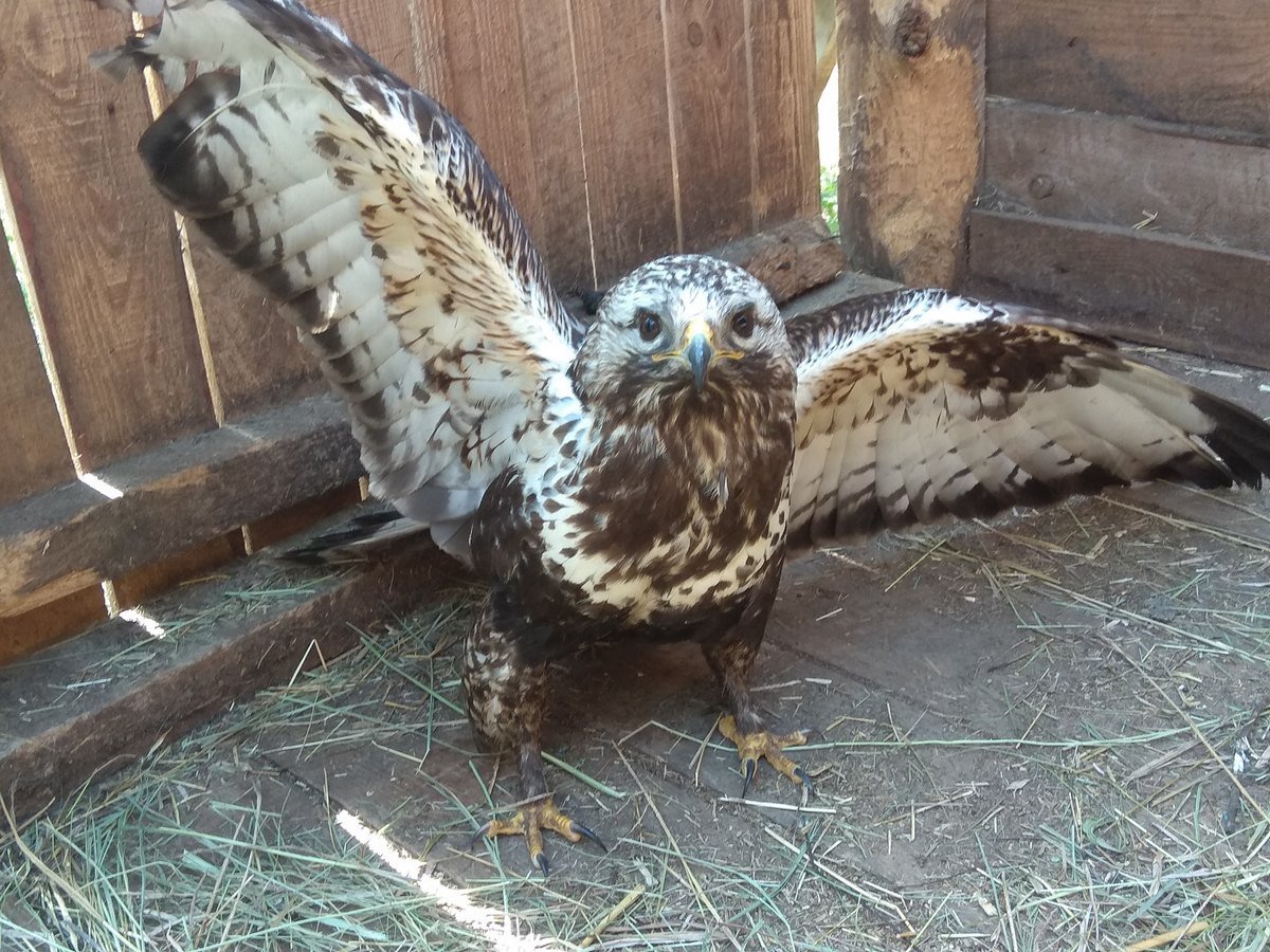 Сколько животных находятся в приютах Днепра и какая помощь им нужна 3