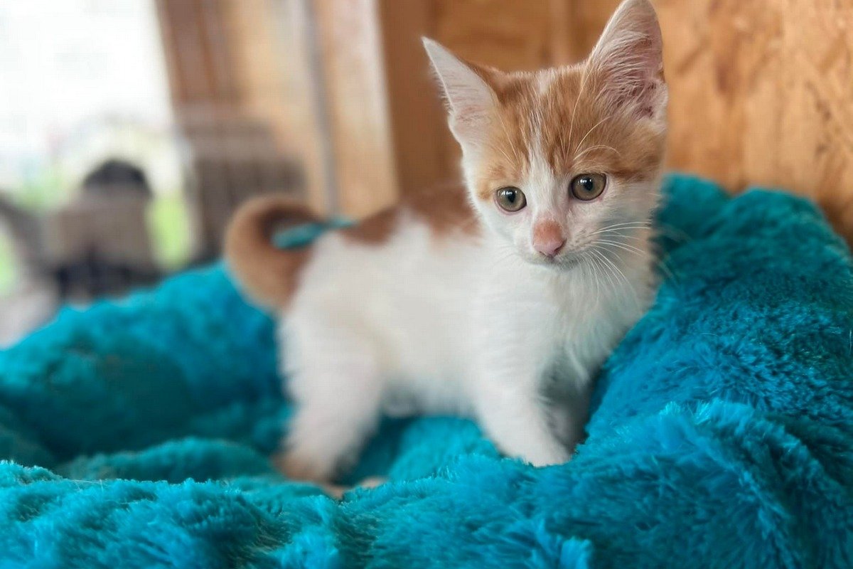 Сколько животных находятся в приютах Днепра и какая помощь им нужна 4