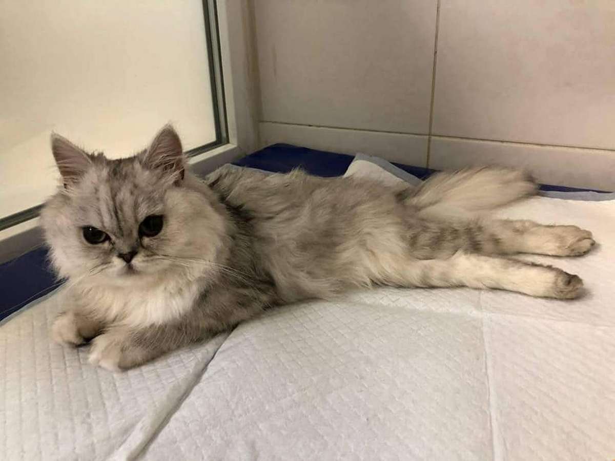 Сколько животных находятся в приютах Днепра и какая помощь им нужна 5