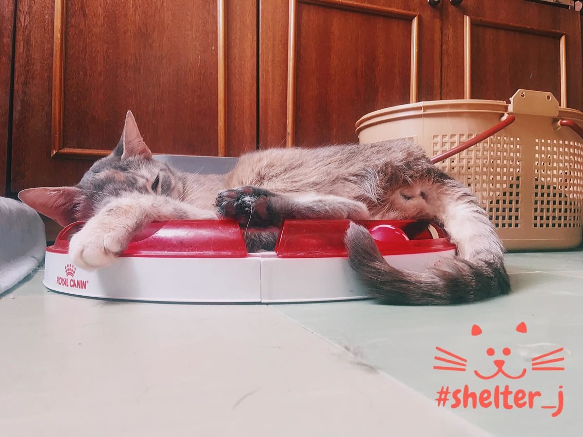 Сколько животных находятся в приютах Днепра и какая помощь им нужна 6