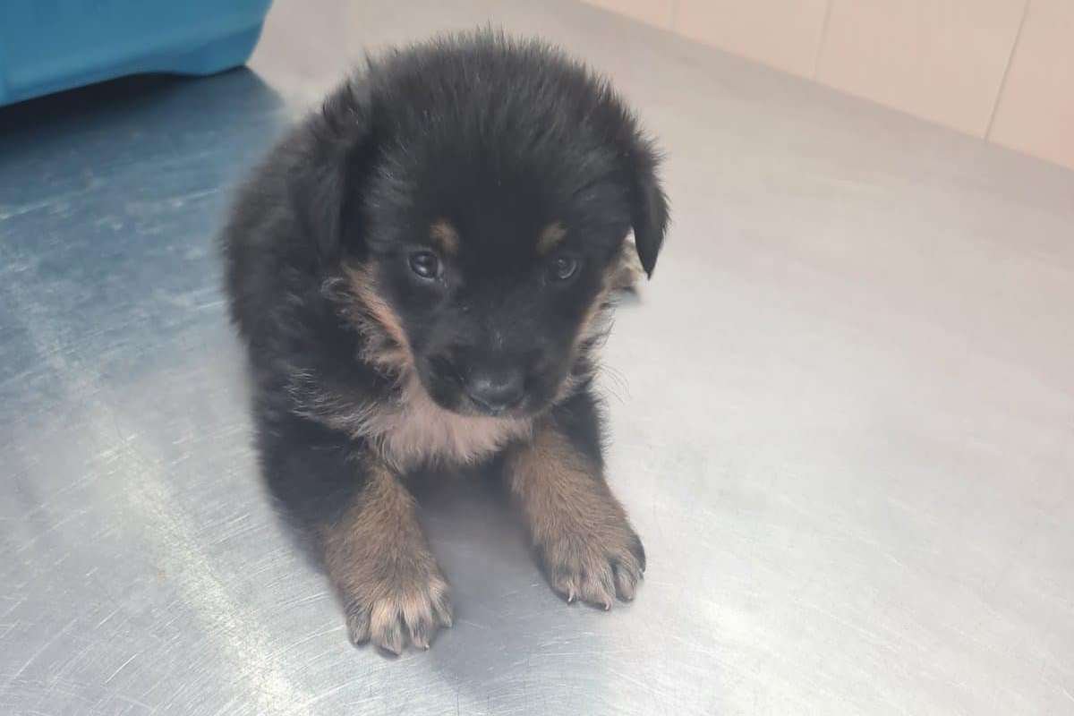 Сколько животных находятся в приютах Днепра и какая помощь им нужна 7