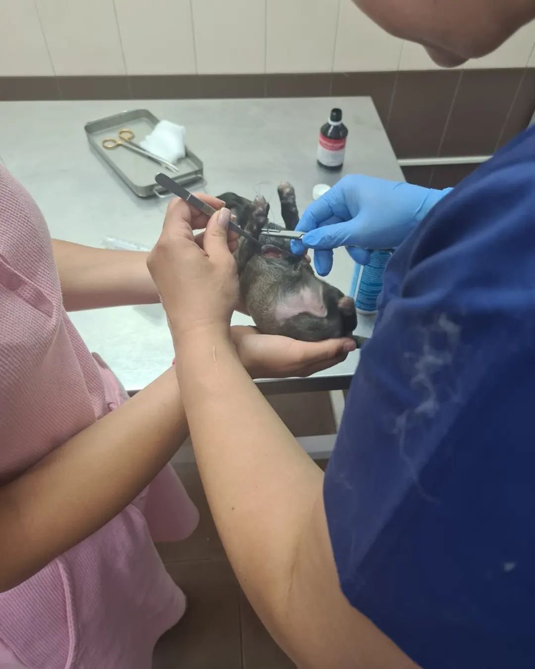 В Днепре на Передовой мужчина выстрелил в собаку на заправке: животное со щенками попало под машину 1