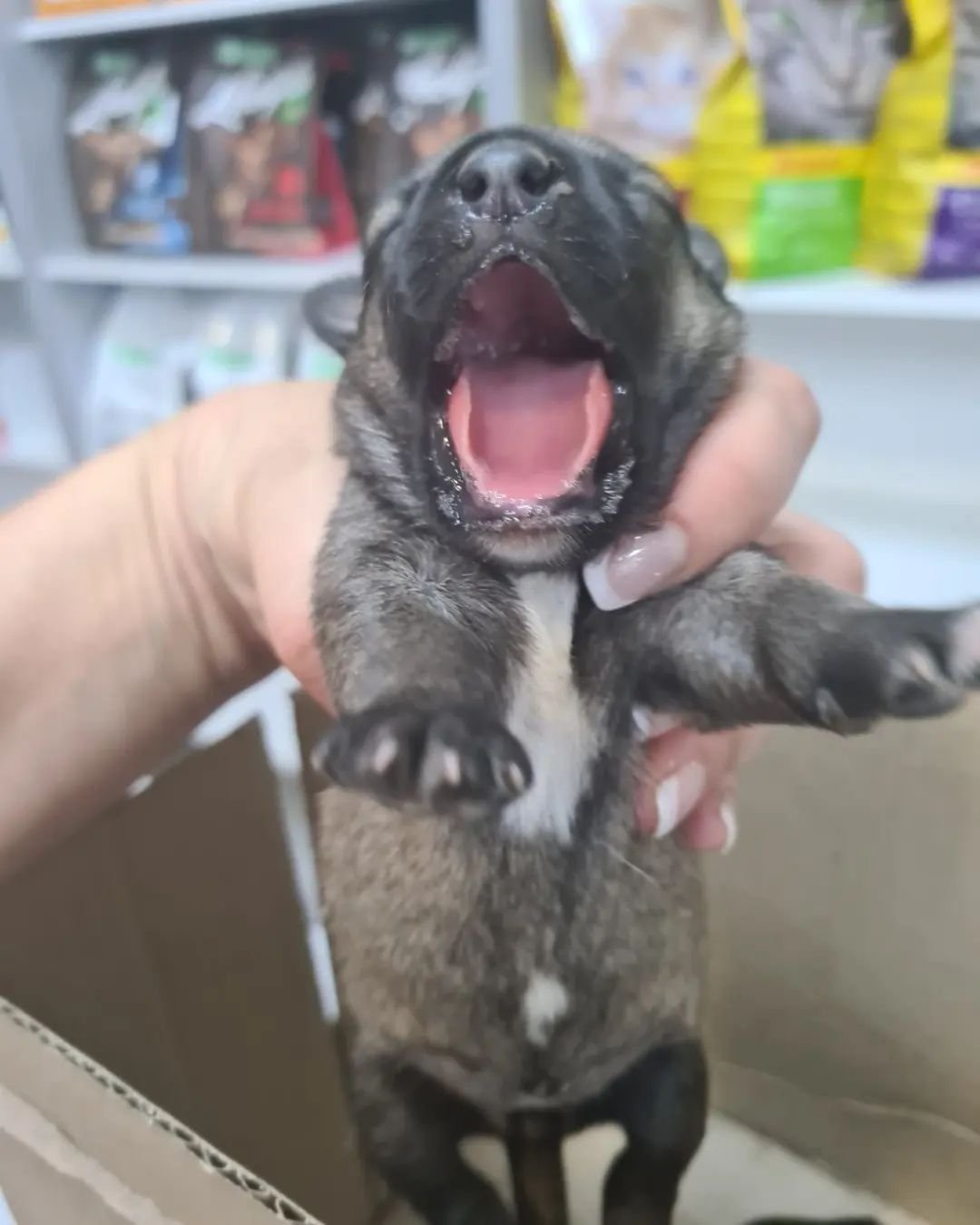 В Днепре на Передовой мужчина выстрелил в собаку на заправке: животное со щенками попало под машину 2