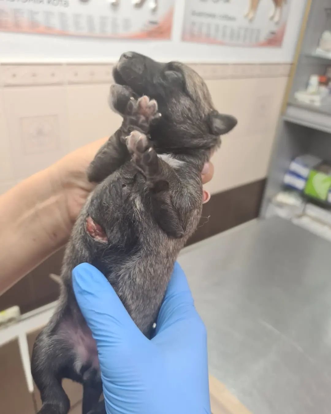 В Днепре на Передовой мужчина выстрелил в собаку на заправке: животное со щенками попало под машину 3