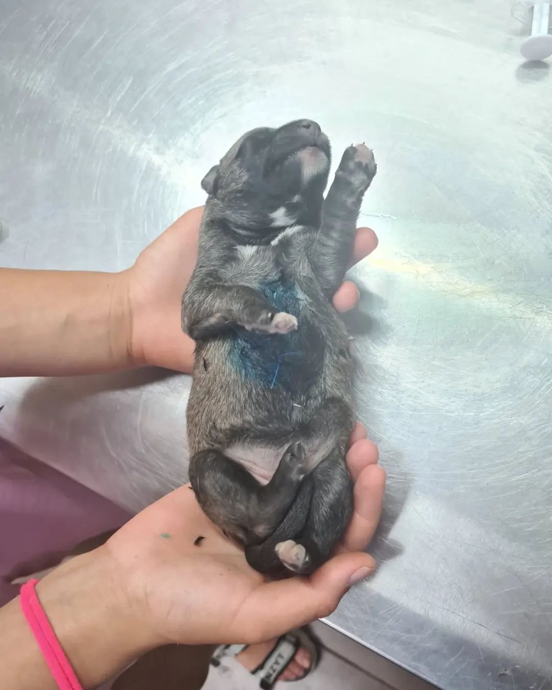 В Днепре на Передовой мужчина выстрелил в собаку на заправке: животное со щенками попало под машину 4