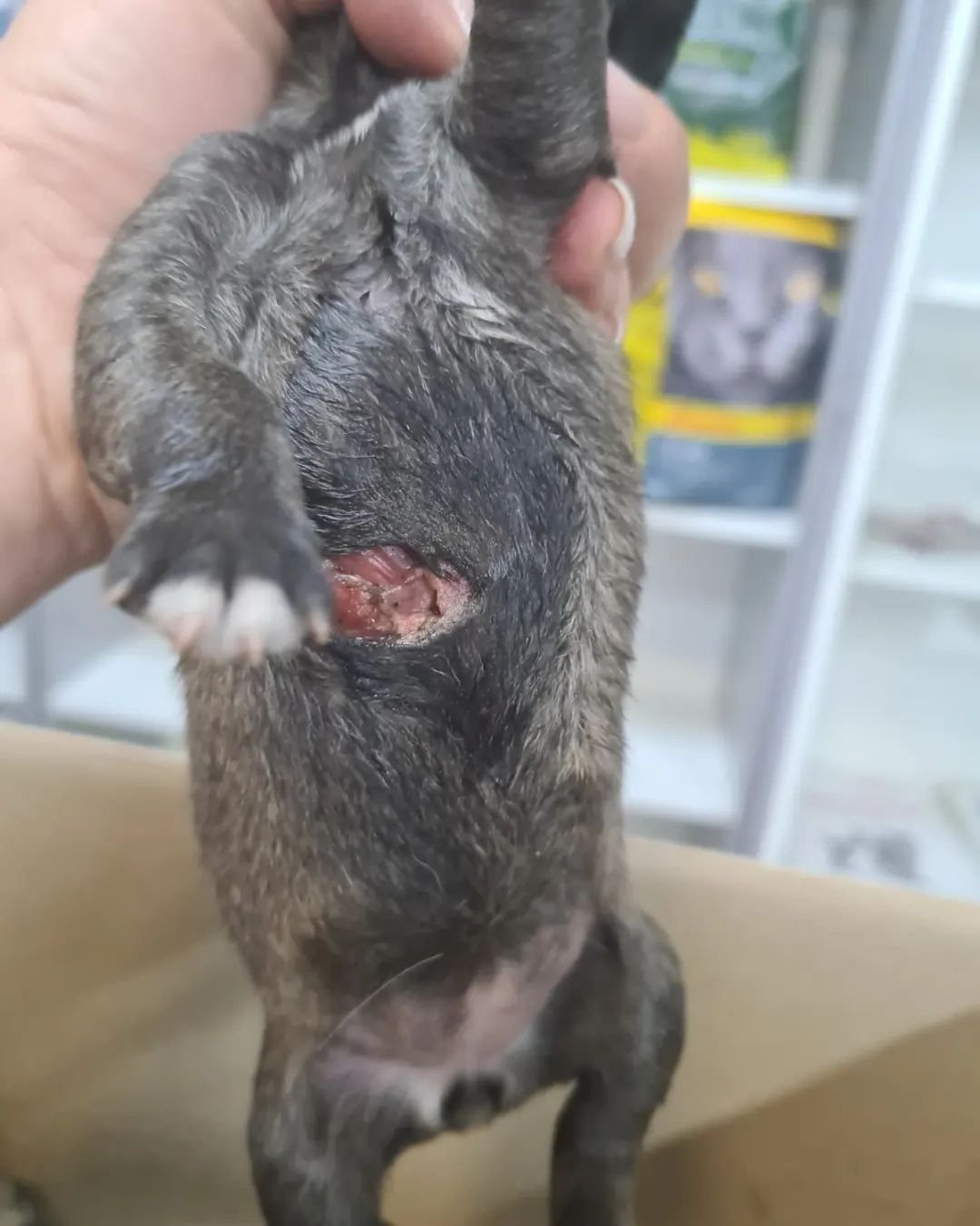 В Днепре на Передовой мужчина выстрелил в собаку на заправке: животное со щенками попало под машину 5