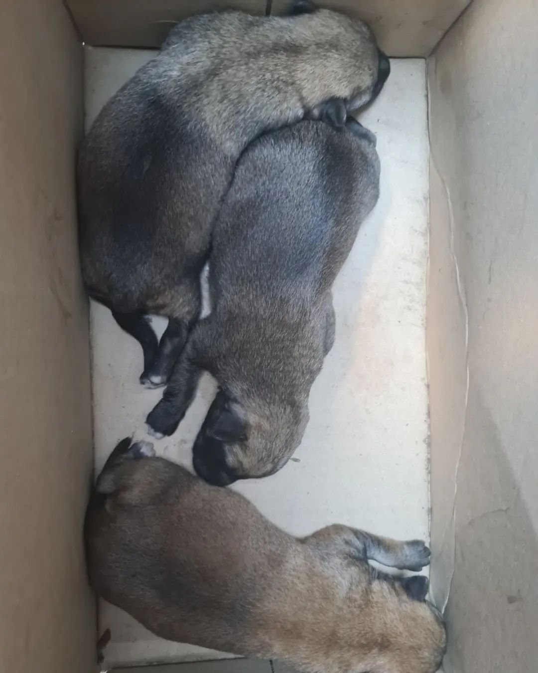 В Днепре на Передовой мужчина выстрелил в собаку на заправке: животное со щенками попало под машину 6