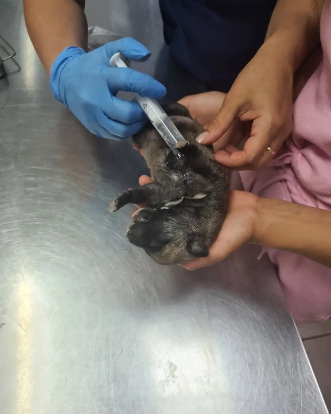 В Днепре на Передовой мужчина выстрелил в собаку на заправке: животное со щенками попало под машину 7