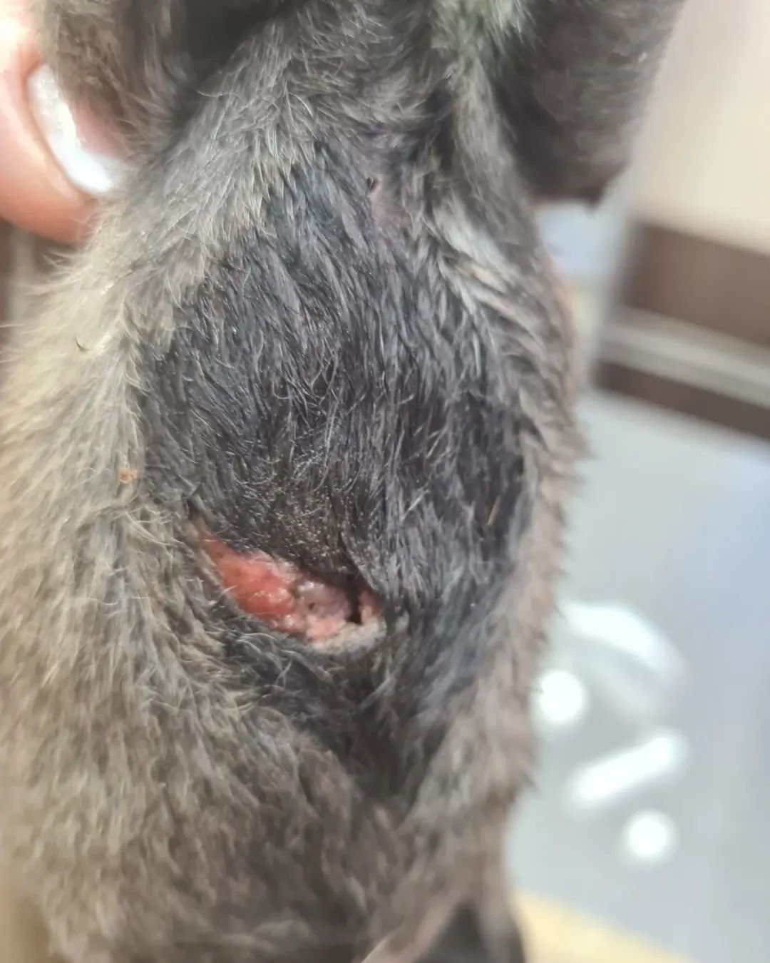 В Днепре на Передовой мужчина выстрелил в собаку на заправке: животное со щенками попало под машину 8