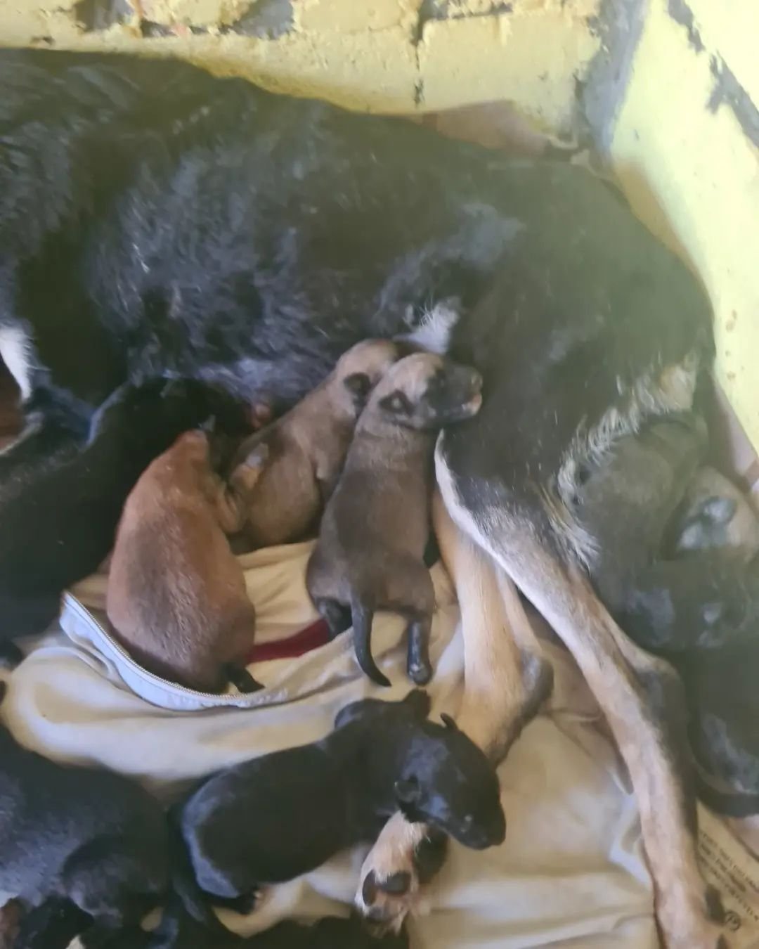 В Днепре на Передовой мужчина выстрелил в собаку на заправке: животное со щенками попало под машину 9