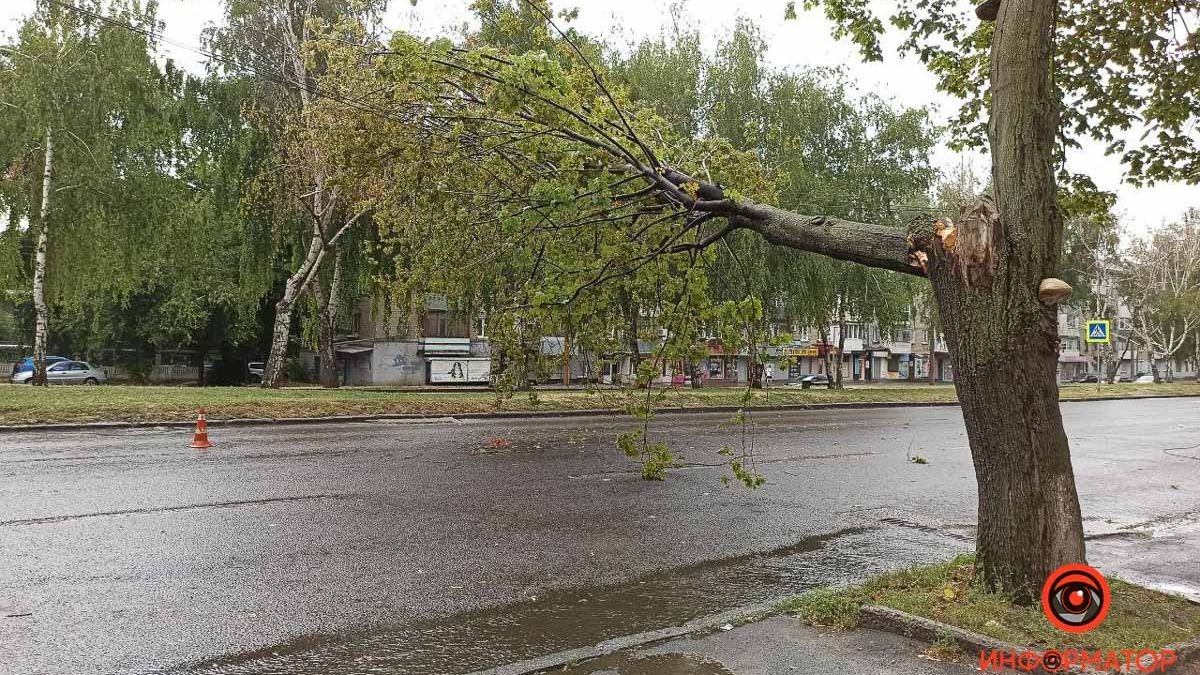 В Днепре на проспекте Поля упавшее дерево повисло на проводах над проезжей частью