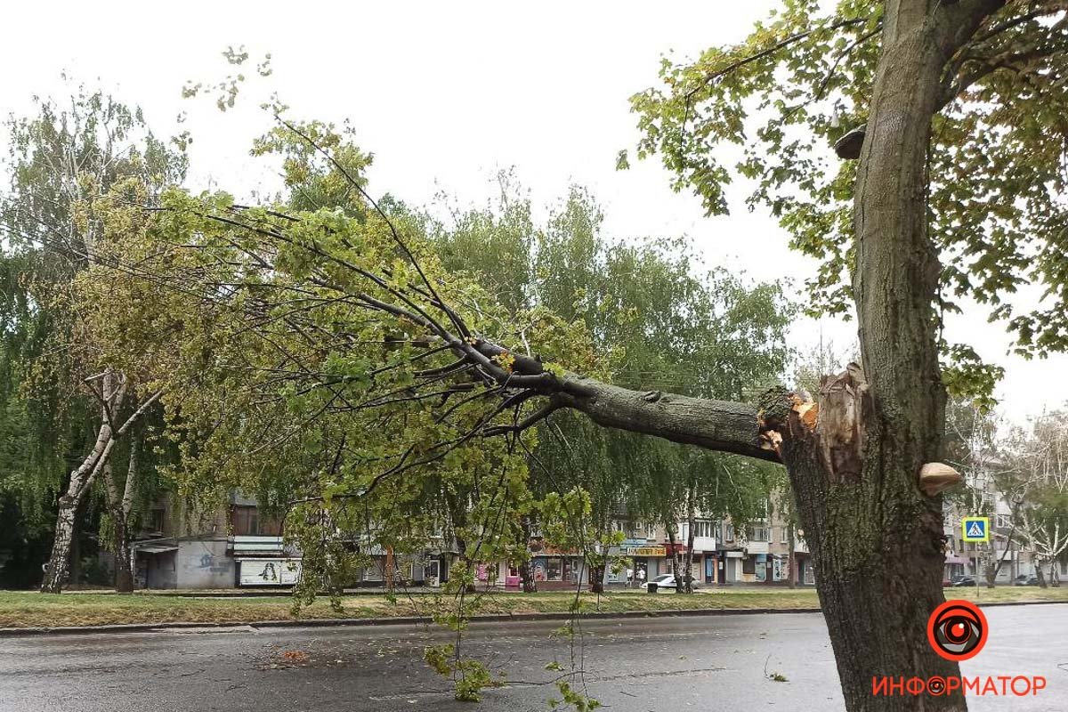 В Днепре на проспекте Поля упавшее дерево повисло на проводах над проезжей частью 1