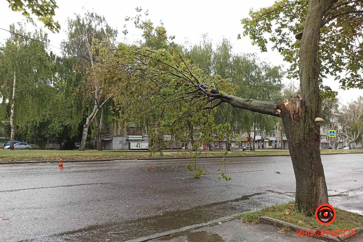 В Днепре на проспекте Поля упавшее дерево повисло на проводах над проезжей частью 2