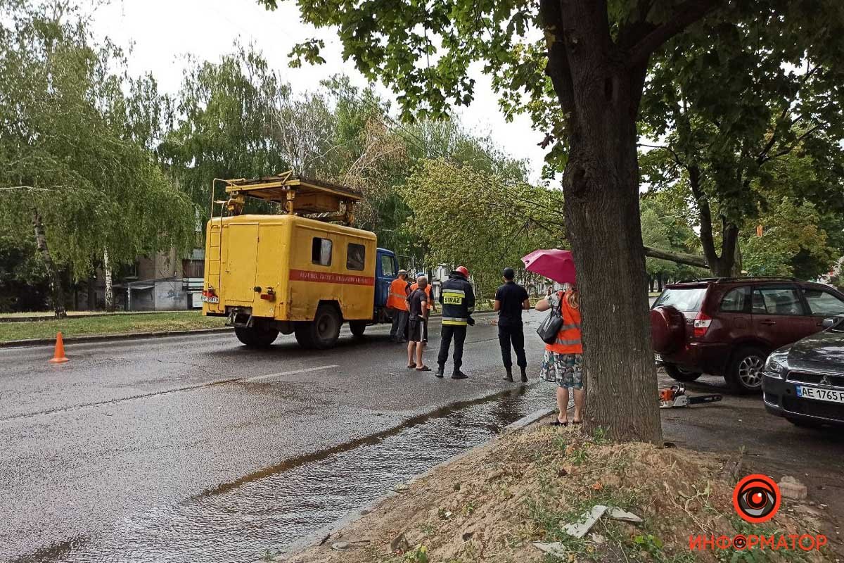 В Днепре на проспекте Поля упавшее дерево повисло на проводах над проезжей частью 3