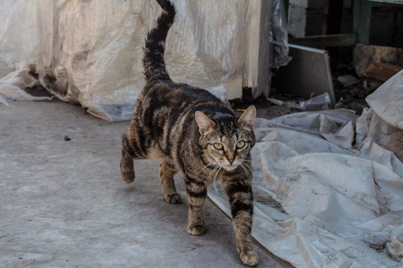 Приюты против питомников: каких котят чаще всего берут в семью жители Днепра 4