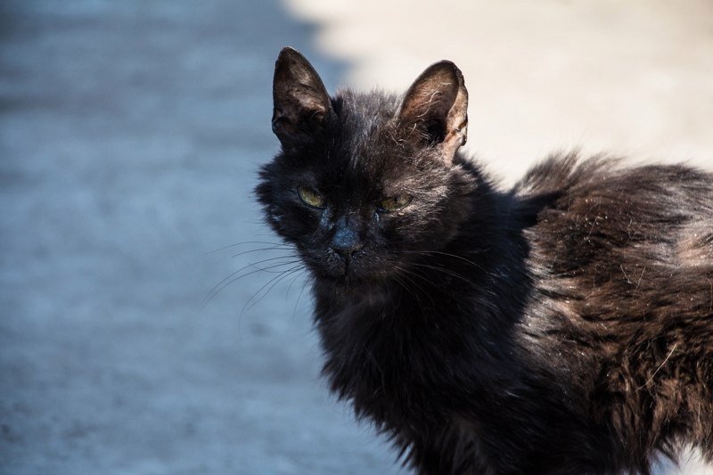 Приюты против питомников: каких котят чаще всего берут в семью жители Днепра 5