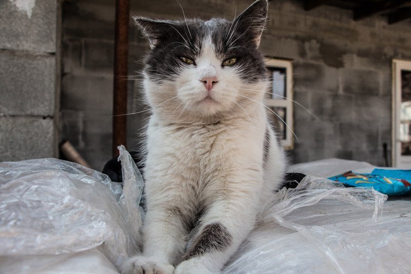 Приюты против питомников: каких котят чаще всего берут в семью жители Днепра 6