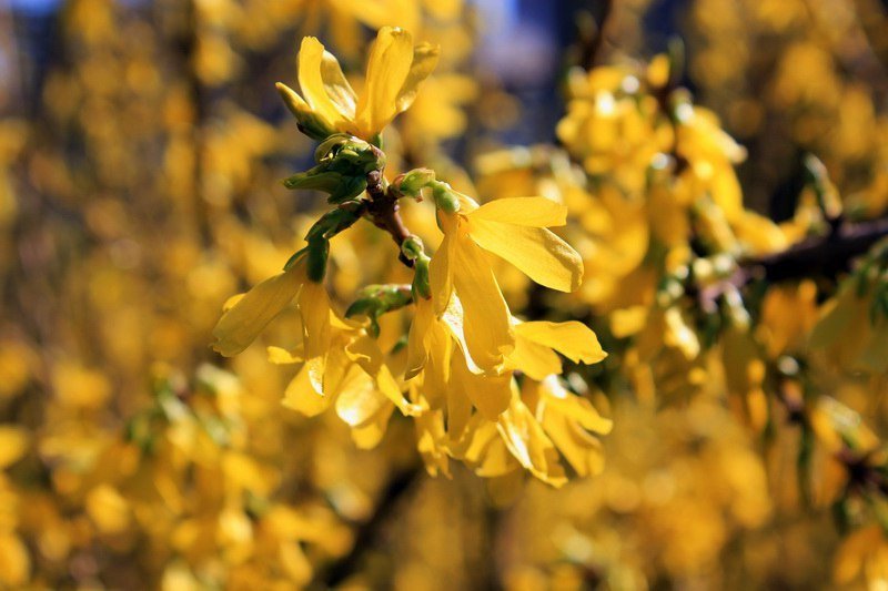 Красота природы: в Днепре зацвели каштаны и цветы 1