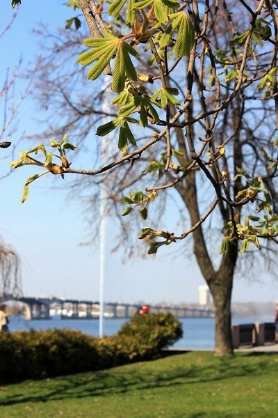 Красота природы: в Днепре зацвели каштаны и цветы 2