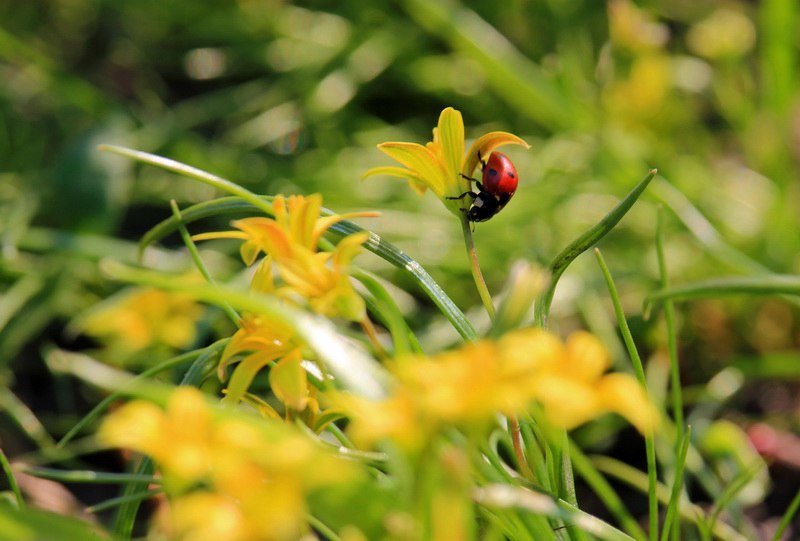 Красота природы: в Днепре зацвели каштаны и цветы 3