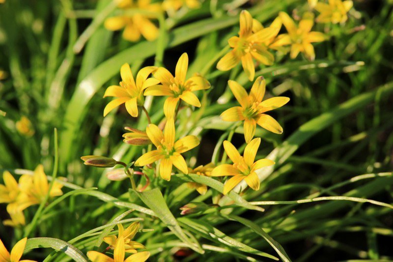 Красота природы: в Днепре зацвели каштаны и цветы 4