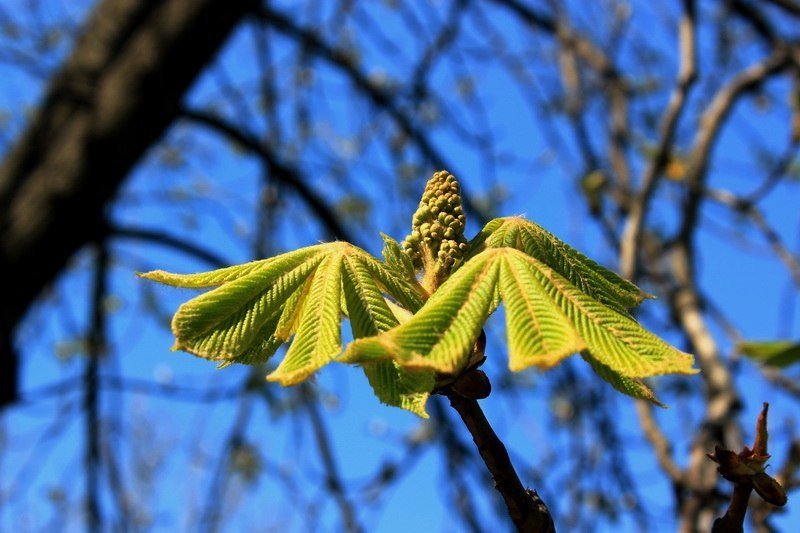 Красота природы: в Днепре зацвели каштаны и цветы 5