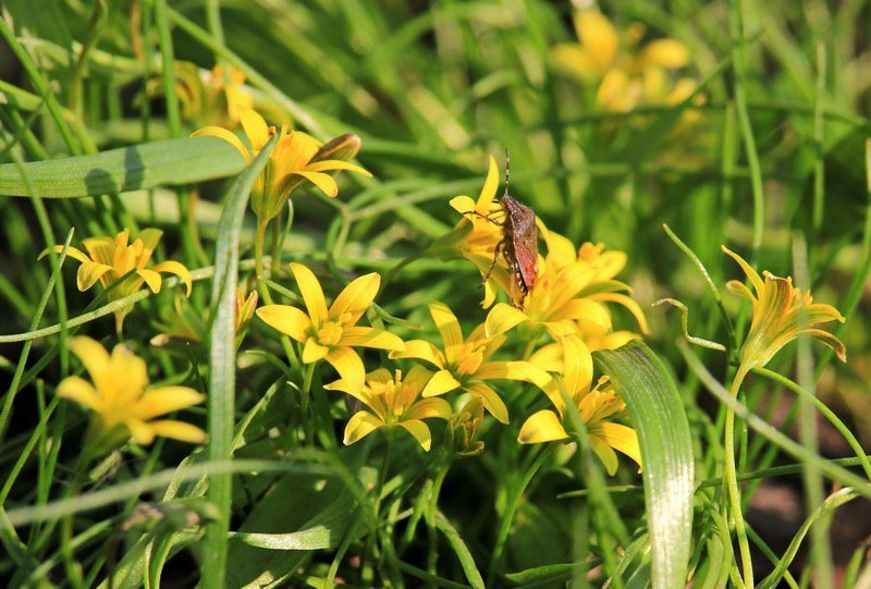 Красота природы: в Днепре зацвели каштаны и цветы 7